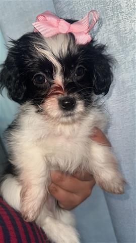 $350 : Shipoo puppies image 2