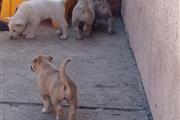 FREE PUPPIES thumbnail