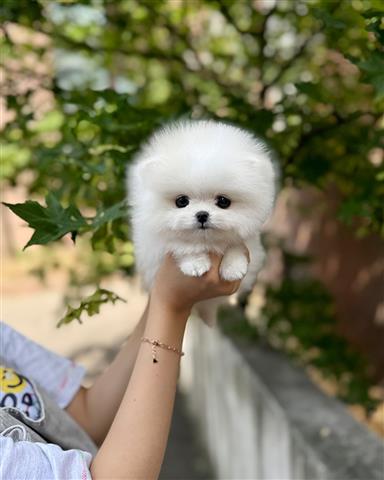 $350 : Pomerania en venta image 2