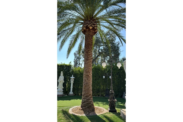 Trees cervise image 9