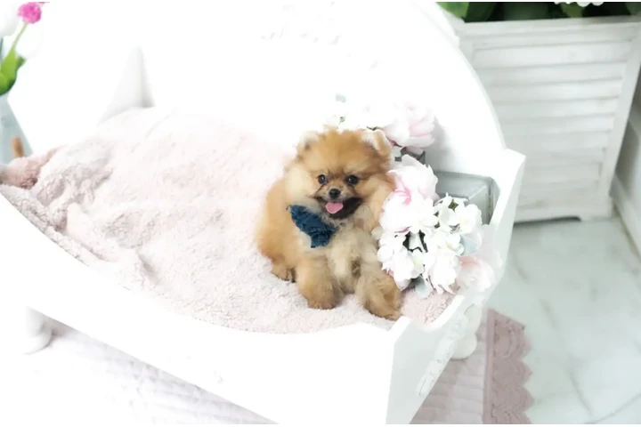 $350 : Micro Pomerania image 2