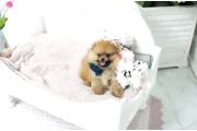 $350 : Micro Pomerania thumbnail