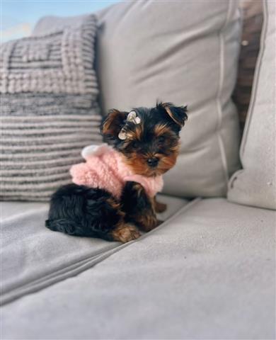 $350 : Cachorros Yorkie en venta image 1