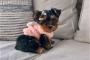 Cachorros Yorkie en venta en New York