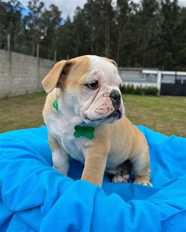 $350 : Cachorrito Bulldog inglés image 3