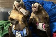 Maravillosos monos capuchinos% en Chicago