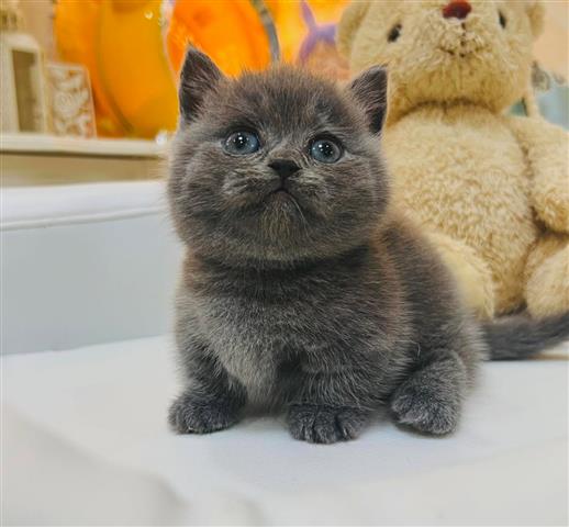 $300 : Cute British Shorthair Kittens image 1