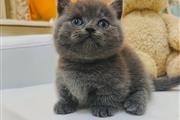 Cute British Shorthair Kittens en Kingston