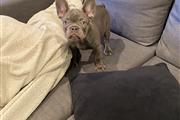 French bulldog puppy en Orange County