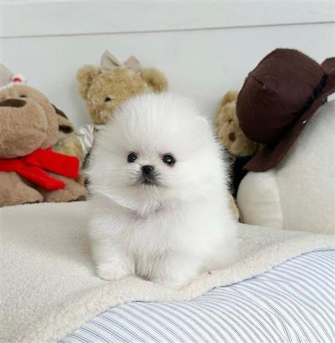 $250 : Cachorro Pomerania image 1