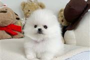 Cachorro Pomerania en Hialeah