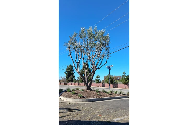 Memo's Tree Service image 3