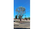 Memo's Tree Service thumbnail