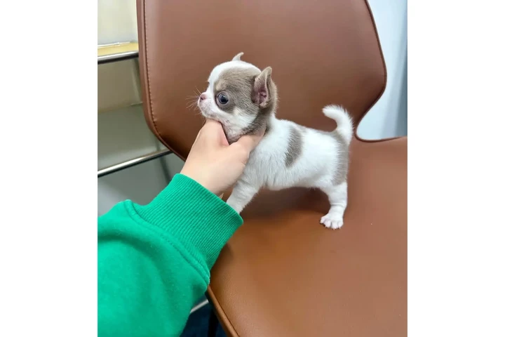$250 : Chihuahua teacup puppies image 9