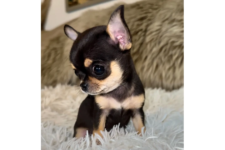 $250 : Chihuahua puppies tea cup image 1