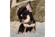 Chihuahua puppies tea cup en New York
