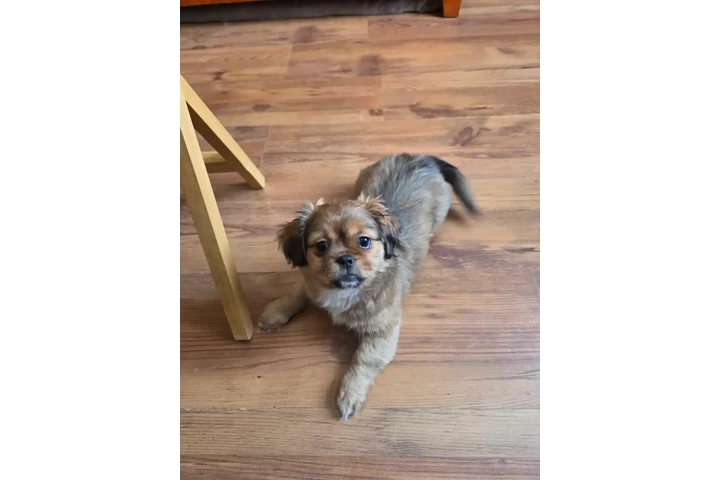 $1700 : Cava-tzu puppies 3 puppies lef image 1