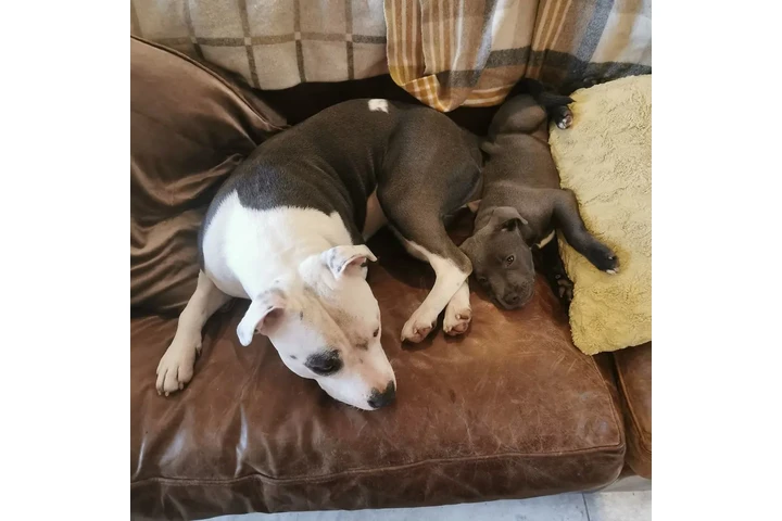 $350 : pitbull en venta image 2