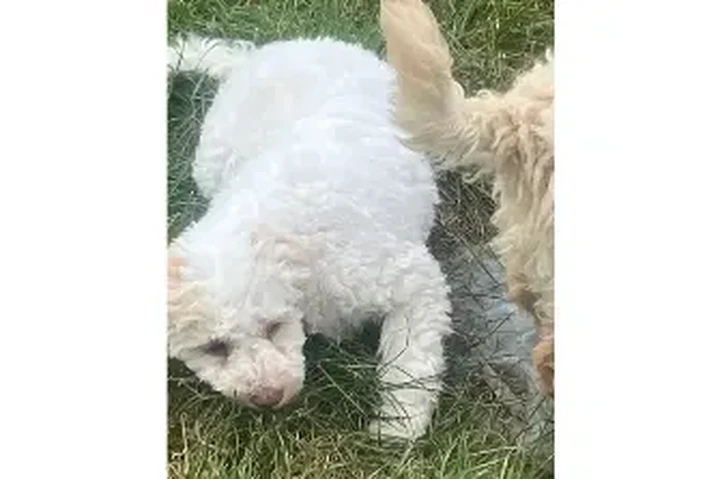 $1200 : Lagotto Romagnolo puppies image 1