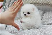 $500 : Lindos cachorros de Pomerania thumbnail