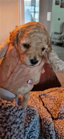 $500 : Cachorros de cockapoo. image 2
