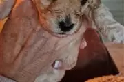 $500 : Cachorros de cockapoo. thumbnail