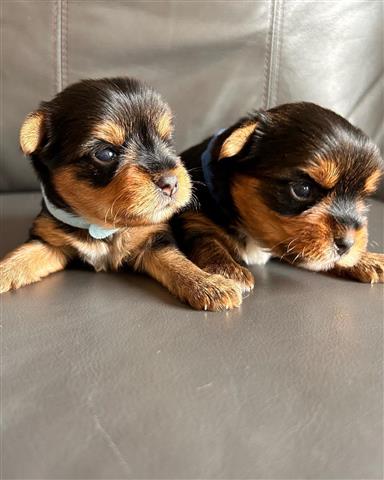 $450 : outstanding yorkie puppies image 5