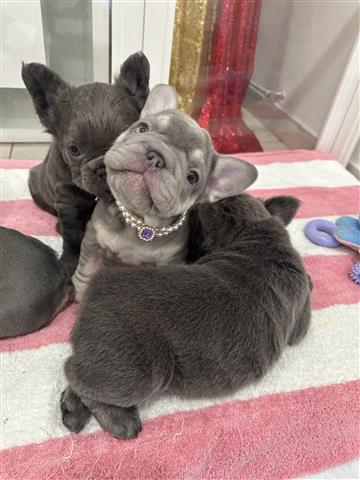 French bulldog image 5