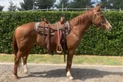 Se vende caballo cuarto de mil en Madrid