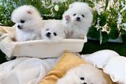 Teacup Pomeranian Pup’s