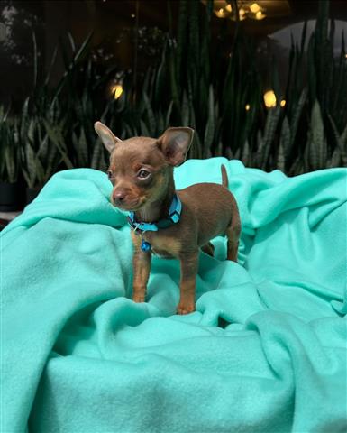 $350 : 🤗🐶 Cachorrito Chihuahua image 4