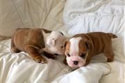 $500 : English Bulldog puppies thumbnail
