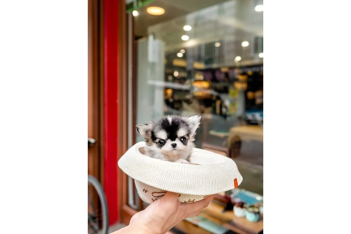 $400 : Chihuahua and Maltipoo Puppies image 2