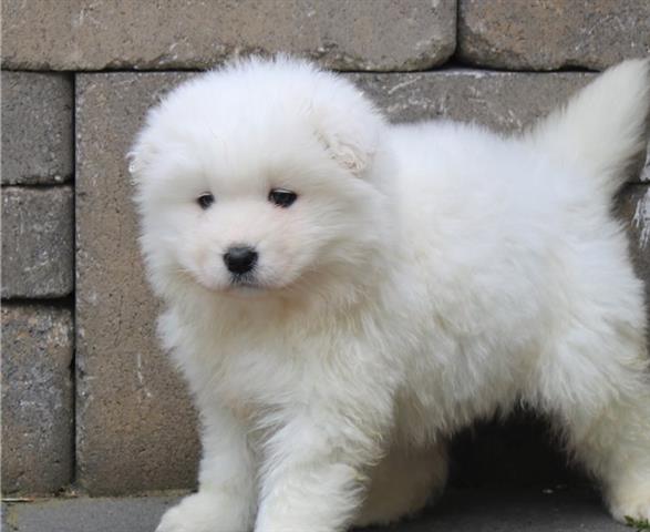 $600 : Samoyed puppies ready for sale image 2