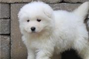$600 : Samoyed puppies ready for sale thumbnail