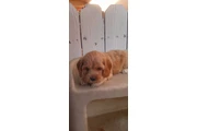 Cocker Spaniel Yorkie