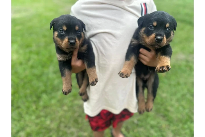 $350 : Cachorros Rottweiler en venta image 1
