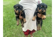 Cachorros Rottweiler en venta en Miami