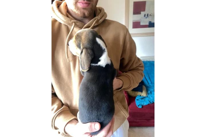 $410 : Cachorros Beagle disponibles image 3