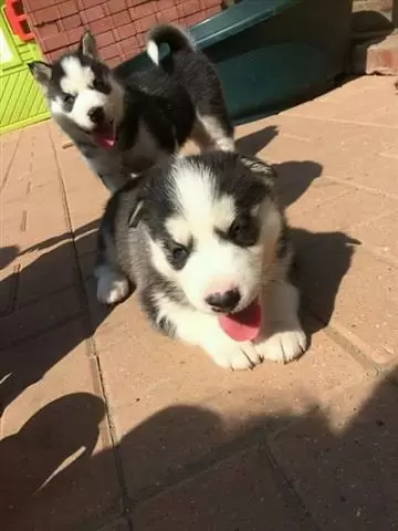 $550 : Buy Siberian Husky Puppies image 3