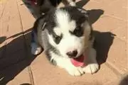 $550 : Buy Siberian Husky Puppies thumbnail