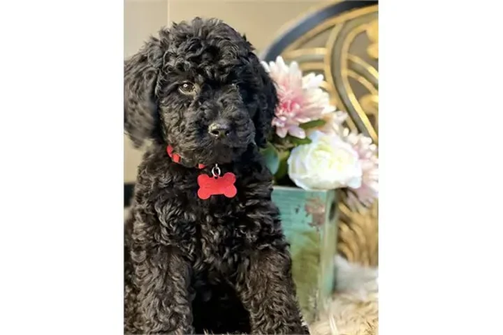 $40000 : Multigen GoldenDoodle image 2