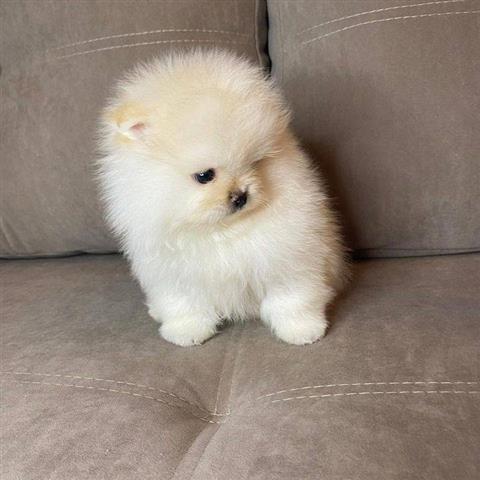 $500 : Pomeranian puppies image 3