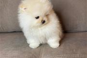 $500 : Pomeranian puppies thumbnail