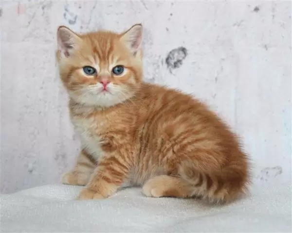 $240 : Gold British Shorthair Ready image 1