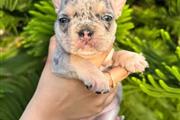 $300 : Pomeranian and French bulldog thumbnail