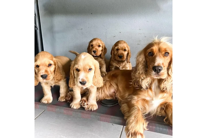 $500 : Lindos Cachorros Cocker Spanie image 4