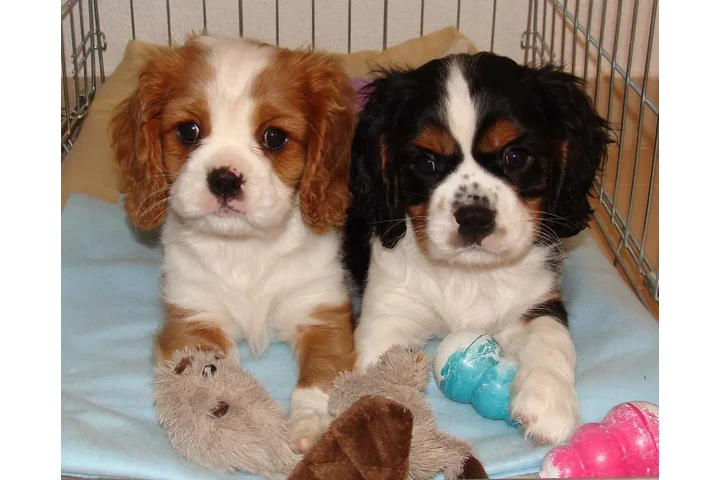 $490 : Cavalier King Charles Spaniel image 1