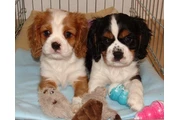 $490 : Cavalier King Charles Spaniel thumbnail