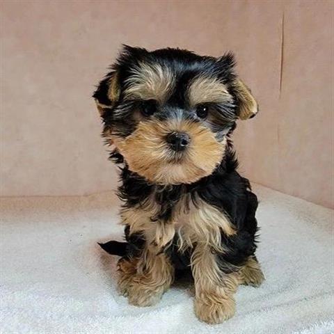 $400 : Teacup Yorkie puppies image 2